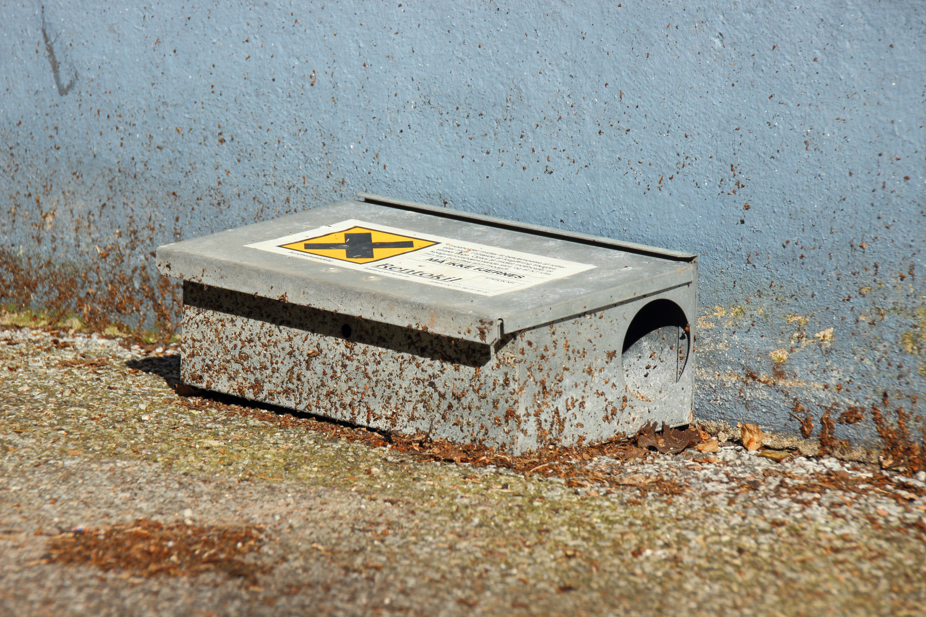 Grå muse- eller rottegift boks stående inntil en blå murvegg