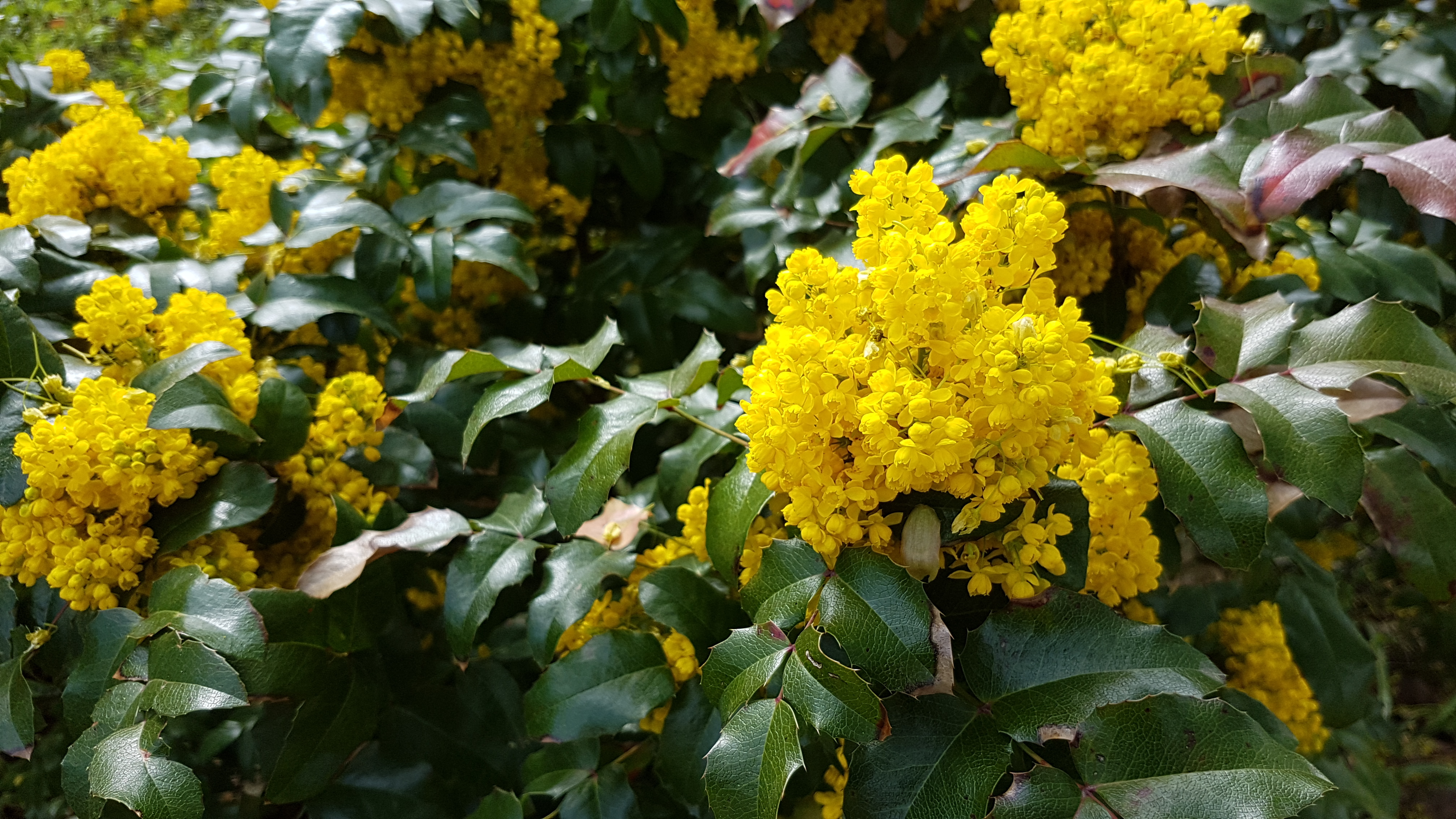 Mange små gule blomster i tette klaser, på busk med dypgrønne blader