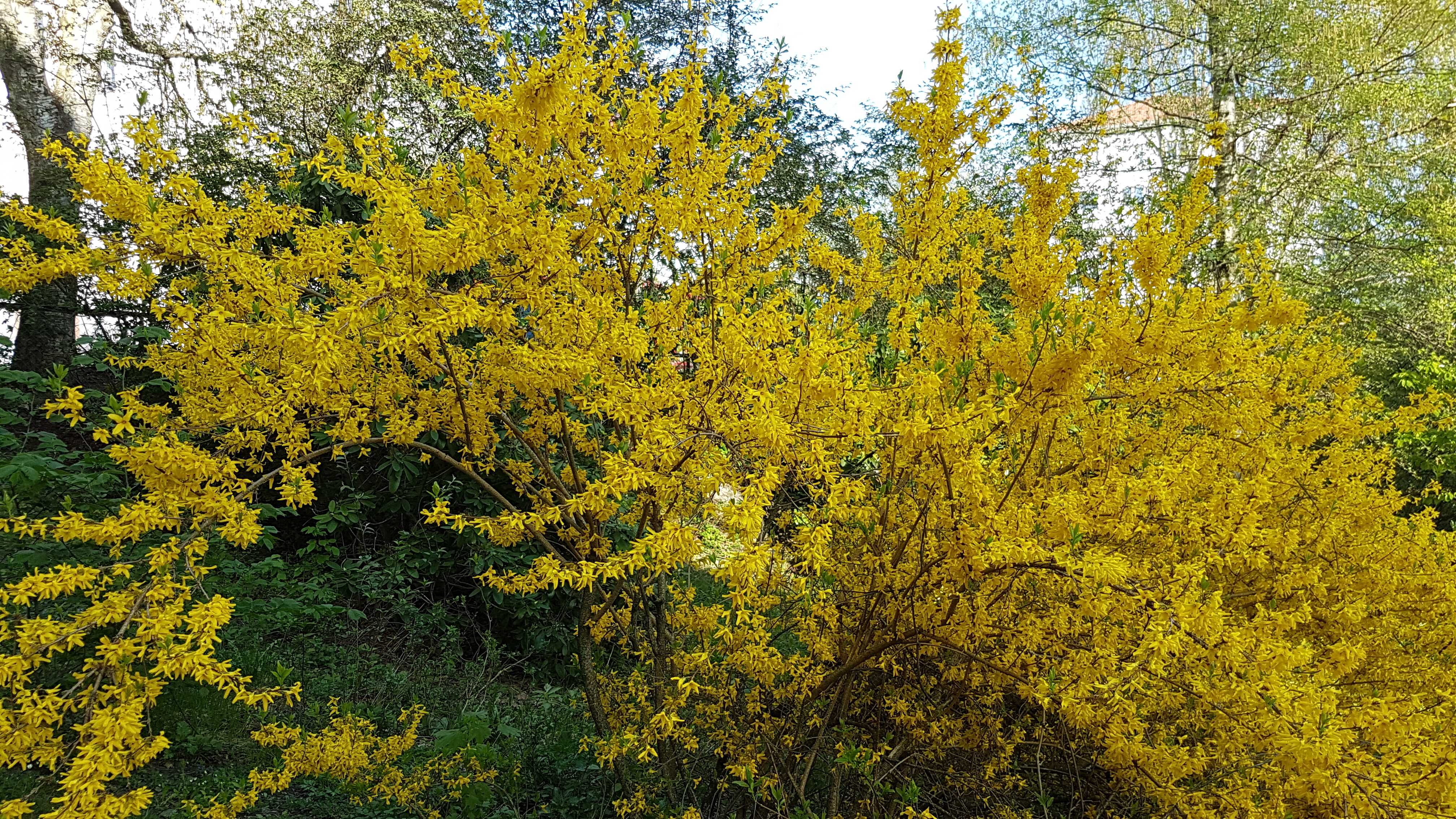 Stort tre med mange gule blomster