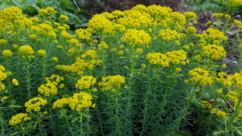 Runde gule blomster på stilker med spisse blader