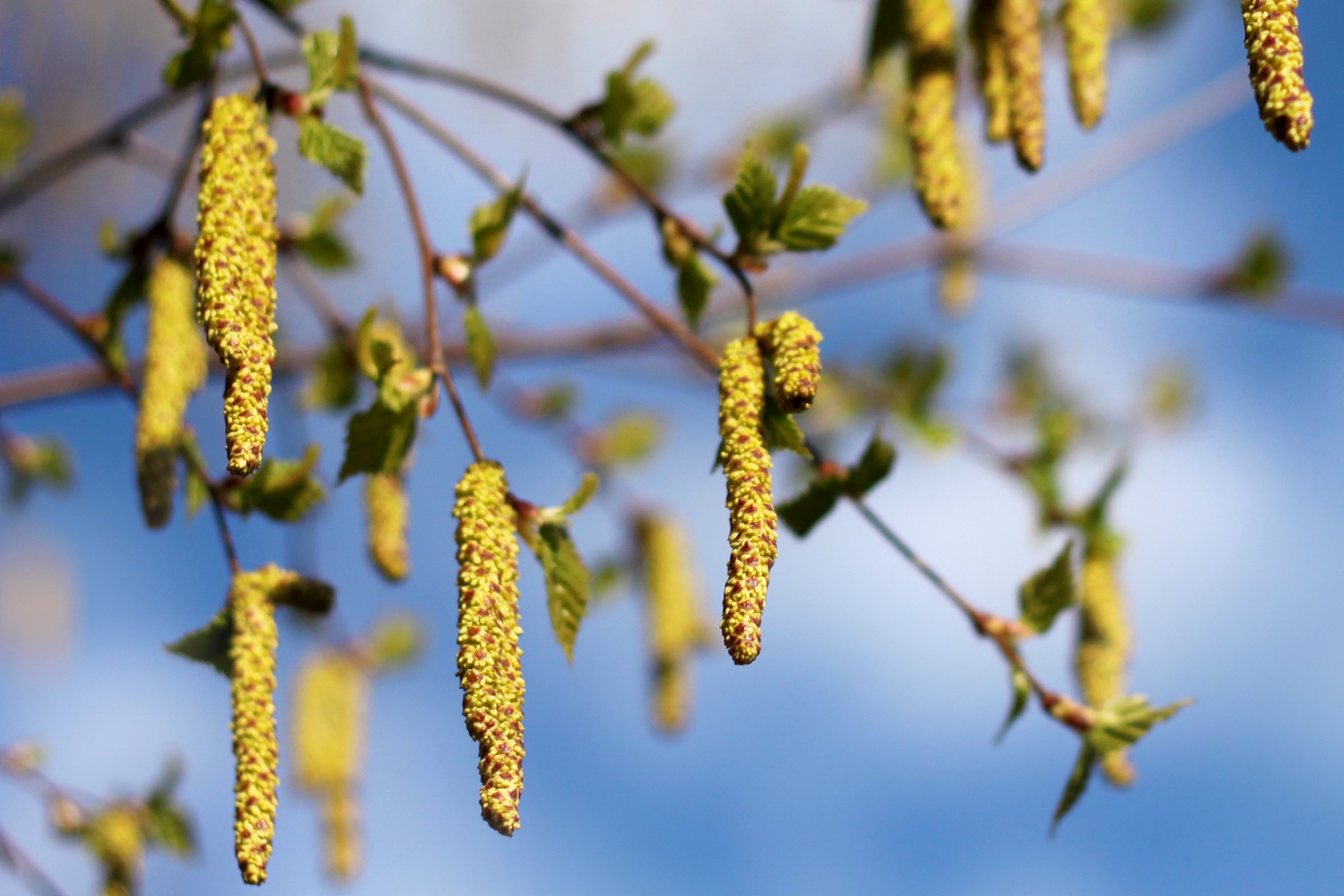 Bjørketrær bærer pollen og kan være til plage i pollensesongen.