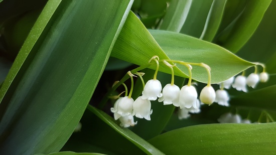 Grønne blader med hvite blomsterbjeller.