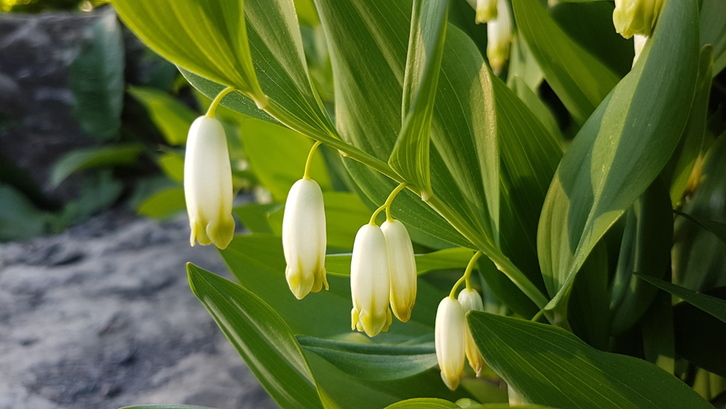 Hvite, hengende, klokkeformede blomster med lys grønn kant. Henger på rad på stilk, to enslige og to sammen i par