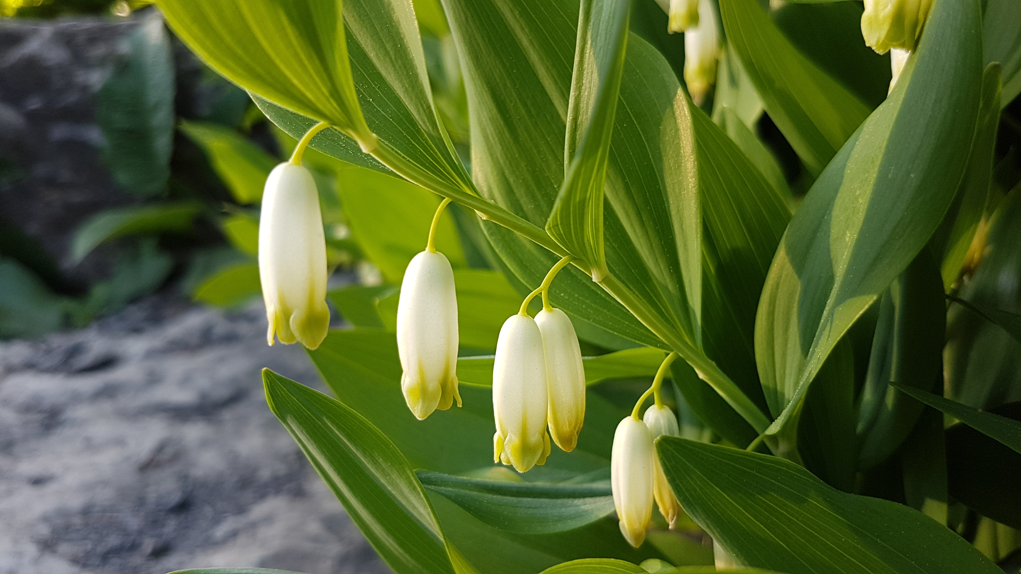 Hvite, hengende, klokkeformede blomster med lys grønn kant. Henger på rad på stilk, to enslige og to sammen i par