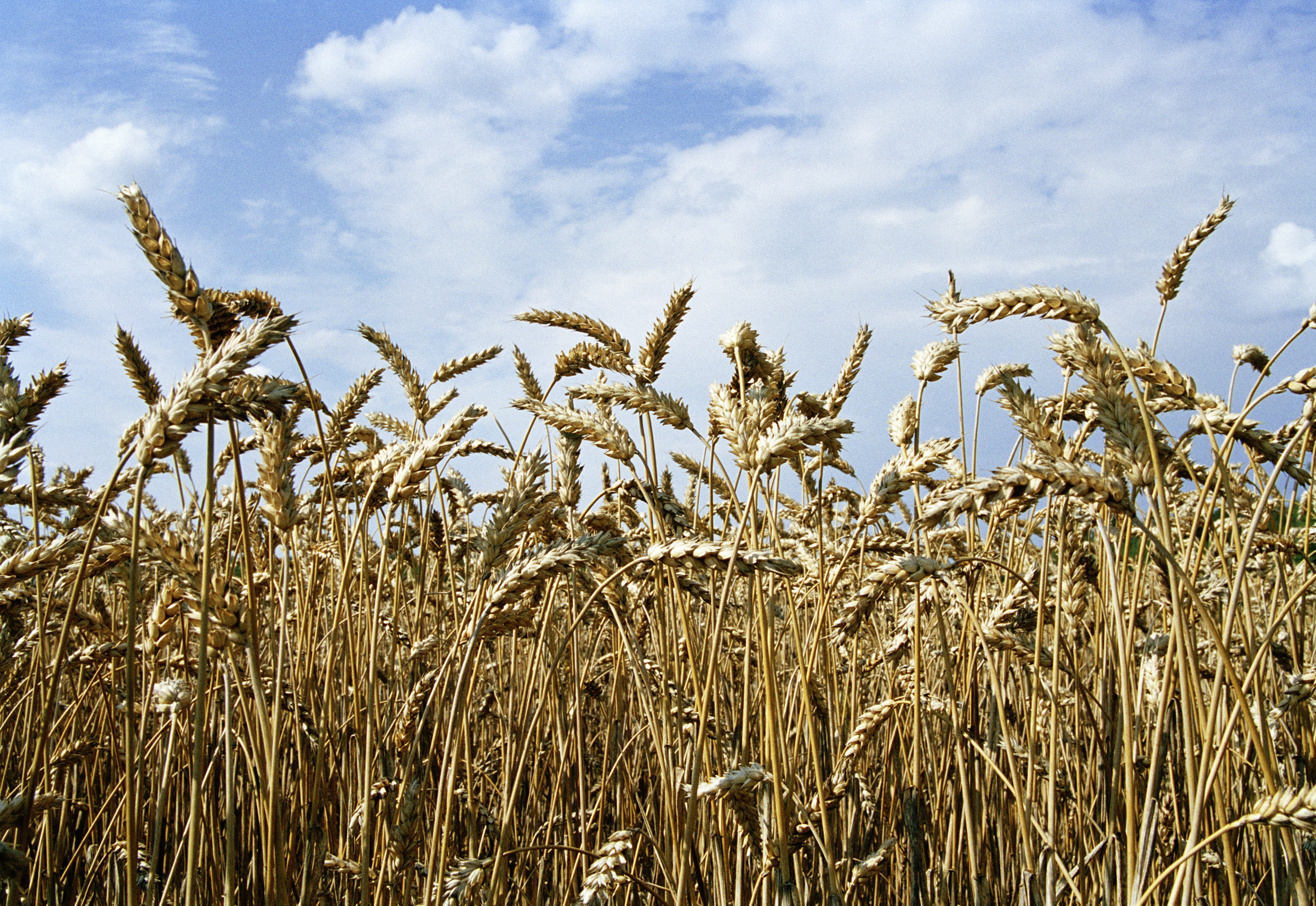 Det er mulig å ha allergi eller intoleranse mot hvetemel eller andre kornslag uten at diagnosen er cøliaki.