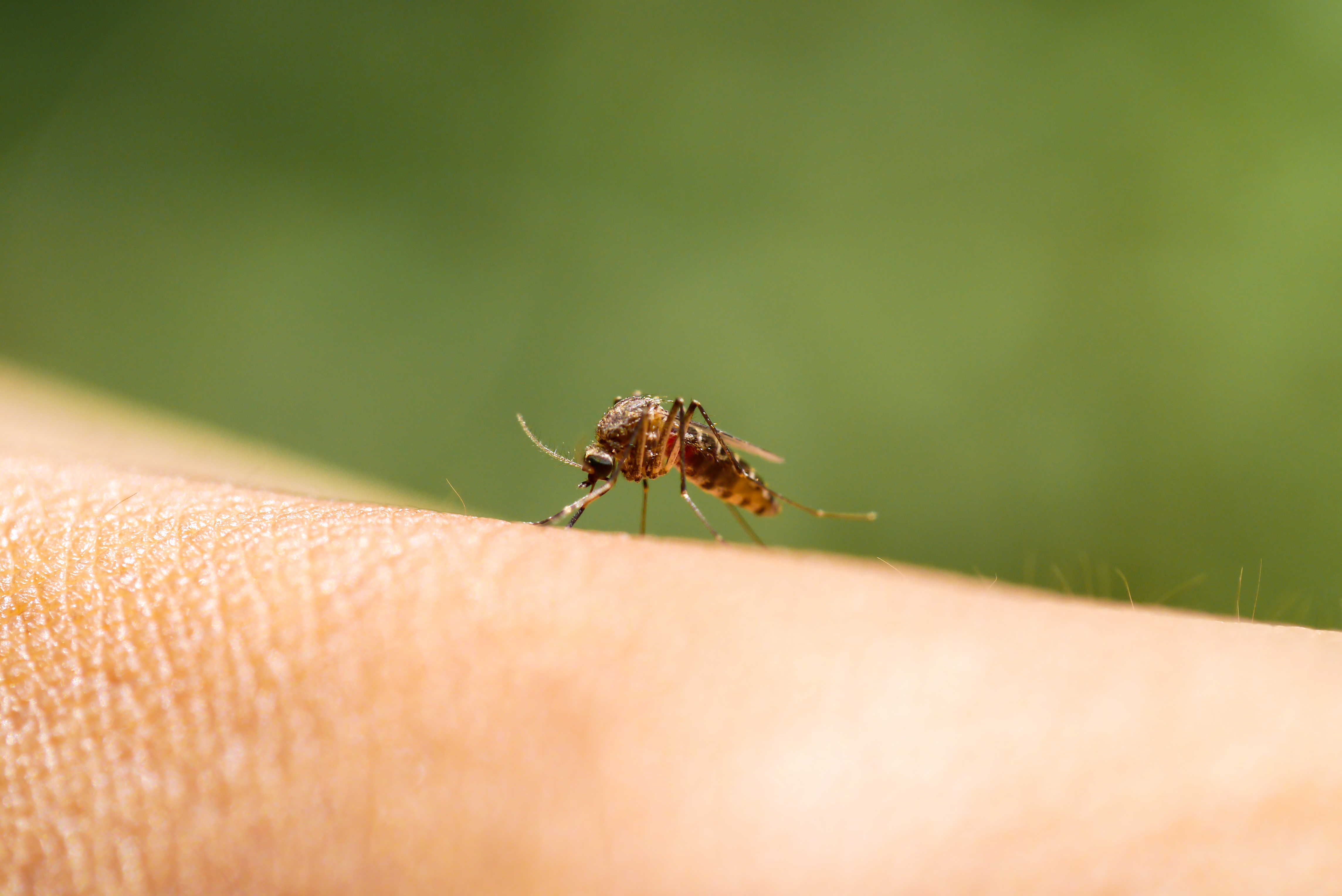 Bilde av mygg