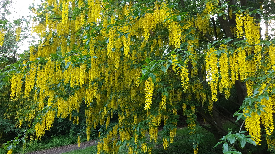 Gule blomster som henger fra et tre. 