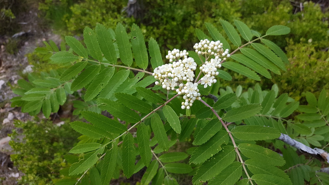 Hvite blomster som sitter i halvskjermer.