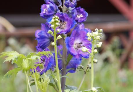 Planten er høy og rak med blå blomster.