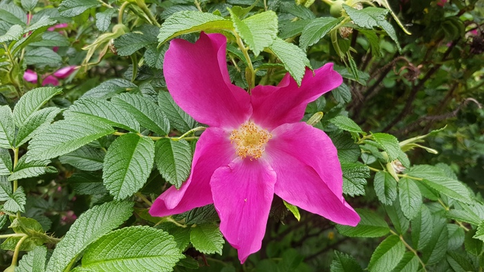 Rosa blomst med gule pollenbærere.