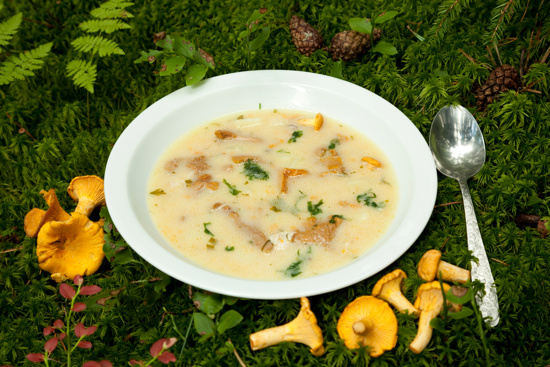 Hvit skål med soppsuppe, med gule kantareller ved siden av, liggende på en grønn skogbunn