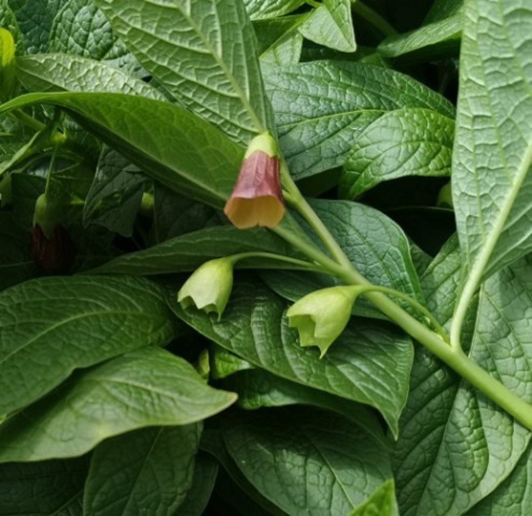 Grønne blader med brunlilla blomsterklokker