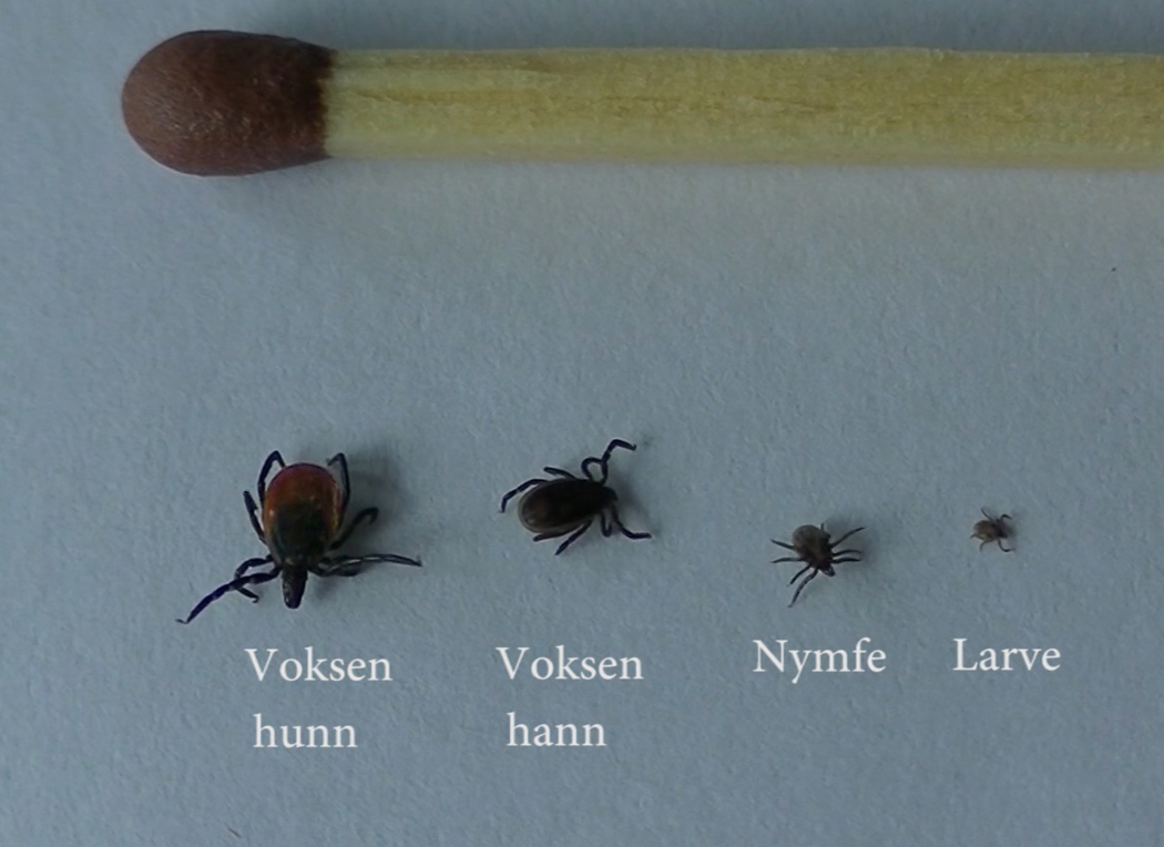 Developmental stages – from right to left, larva, nymph and adult male and female.