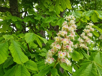 Blomstertopper i en hvitrosa farge