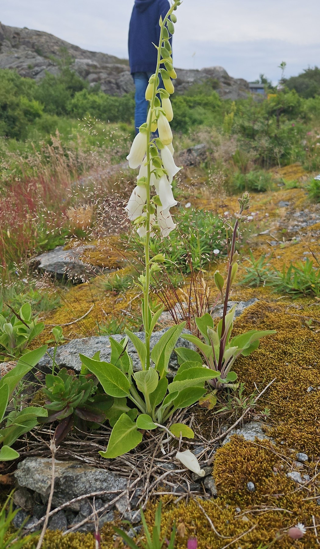 Hvit revebjelle på berggrunn