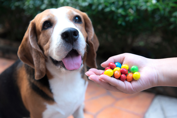 Hund som ser lengtende på en håndfull med fargerike M&M's