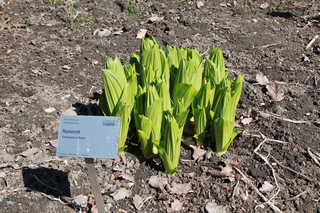 Nyserot (Veratrum) som spirer fra bakken, med flere lysegrønne, brede blader tett samlet.