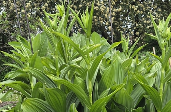 Nyserot (Veratrum). Planten har brede blader og flere blomsterklaser som vokser opp fra stilken.