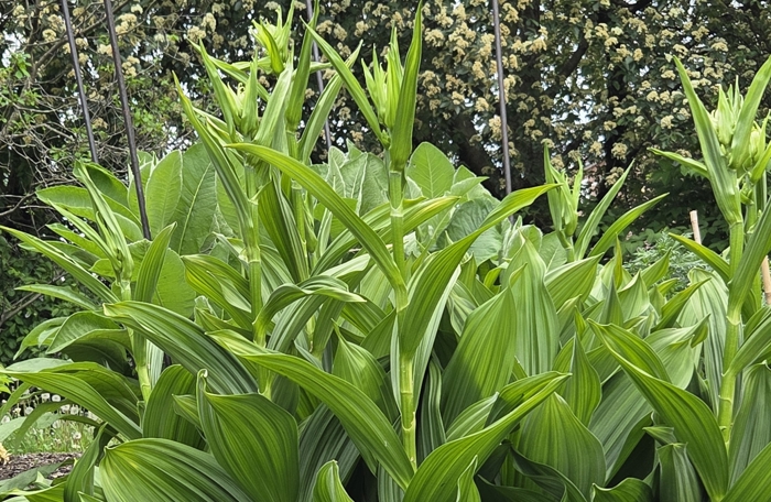 Nyserot (Veratrum). Planten har brede blader og flere blomsterklaser som vokser opp fra stilken.