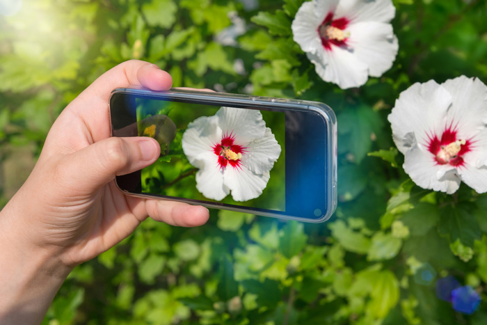 En hånd tar bilde av en hvit og rød blomst med en smarttelefon.