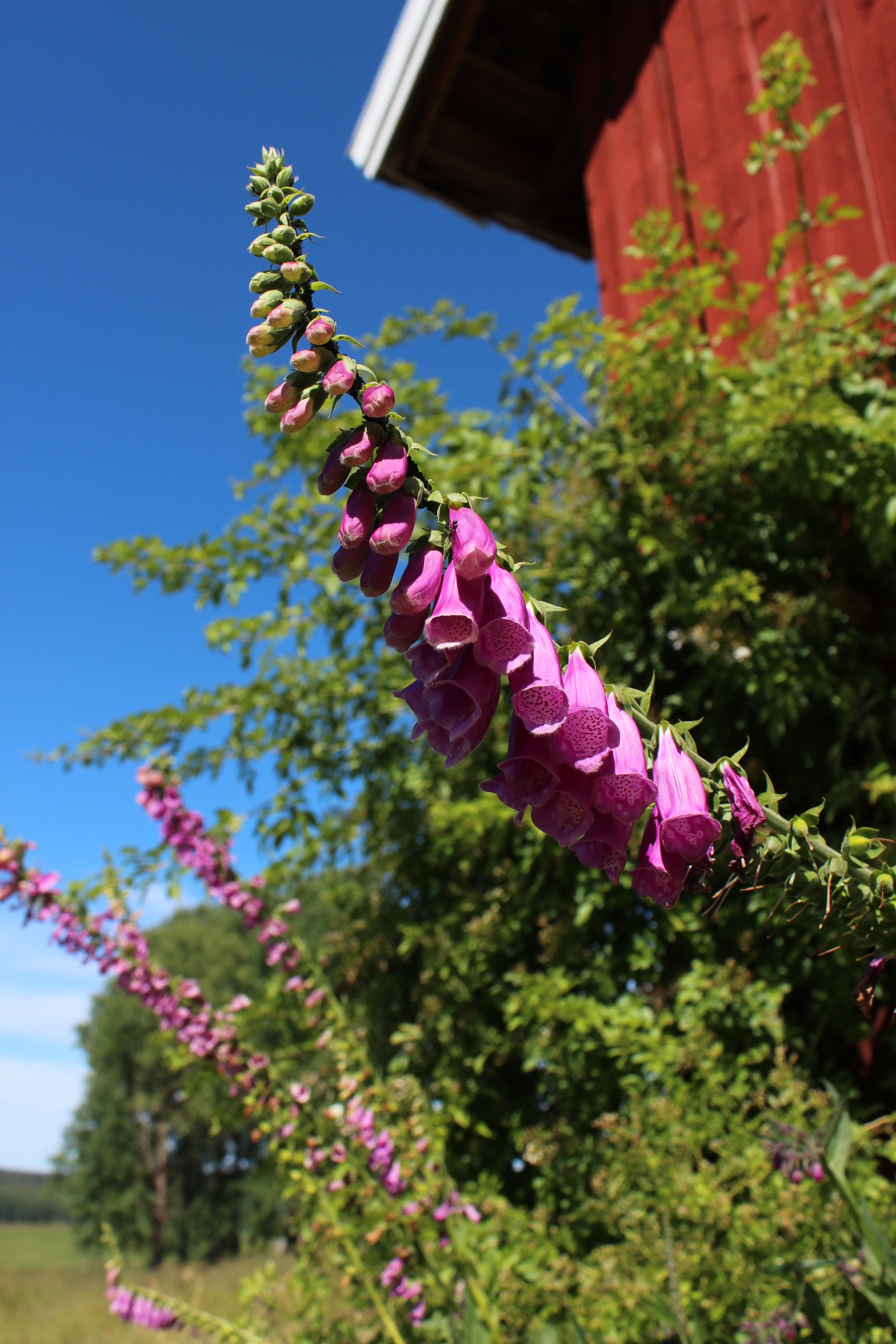 Revebjelle har bjeller som finnes i de ulike fargenyansene lilla, rosa og en sjelden gang hvit.