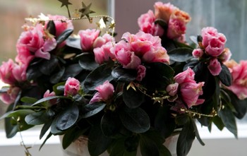 Små, mørke blader og rosa blomster.