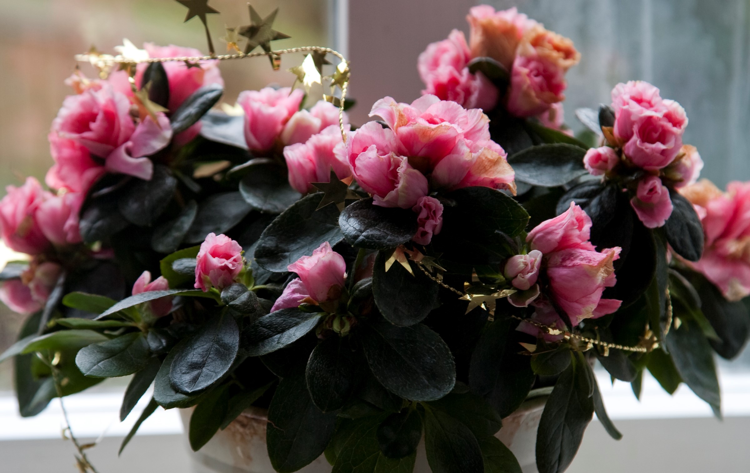 Små, mørke blader og rosa blomster.