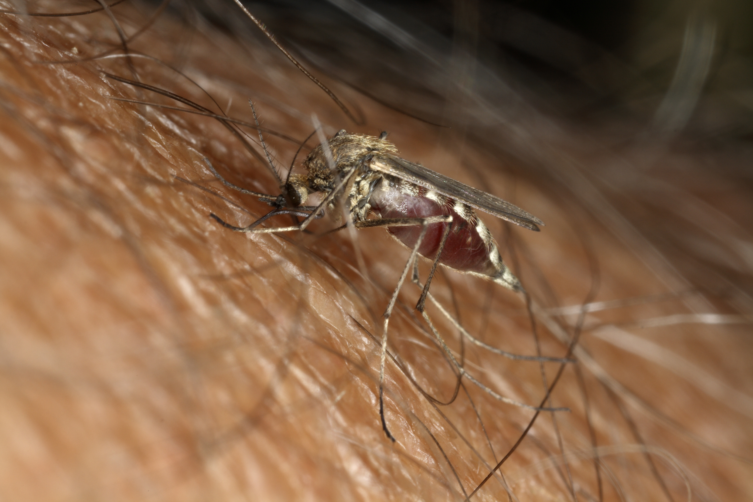 Bilde av en mygg som suger blod
