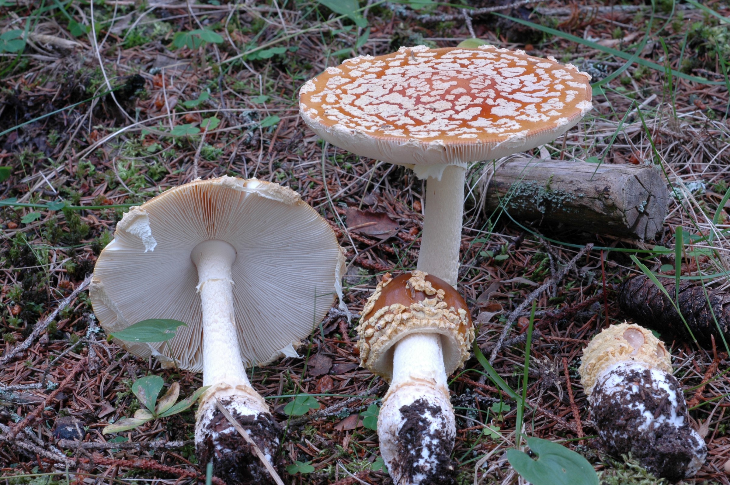 Brun fluesopp (Amanita regalis) er giftig.