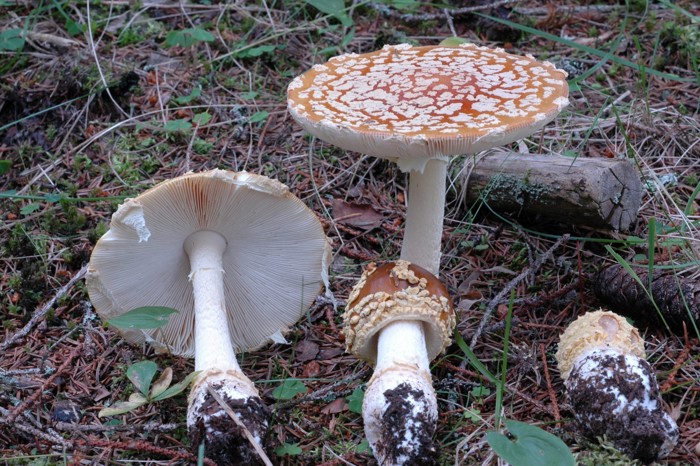 Brun fluesopp (Amanita regalis) er giftig.