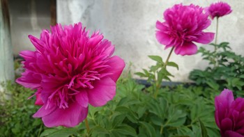 Rosa, fylte blomster.