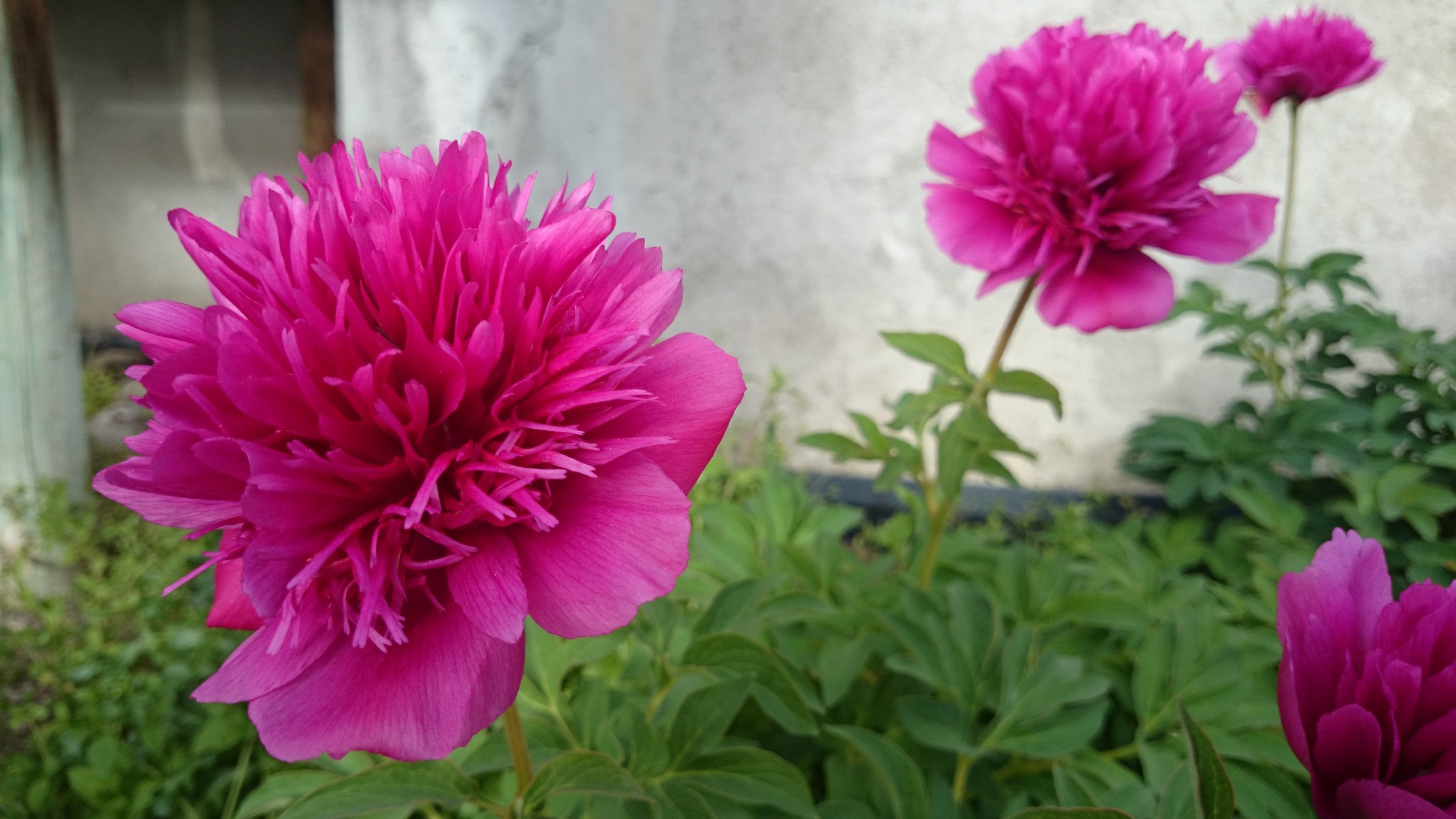 Rosa, fylte blomster.