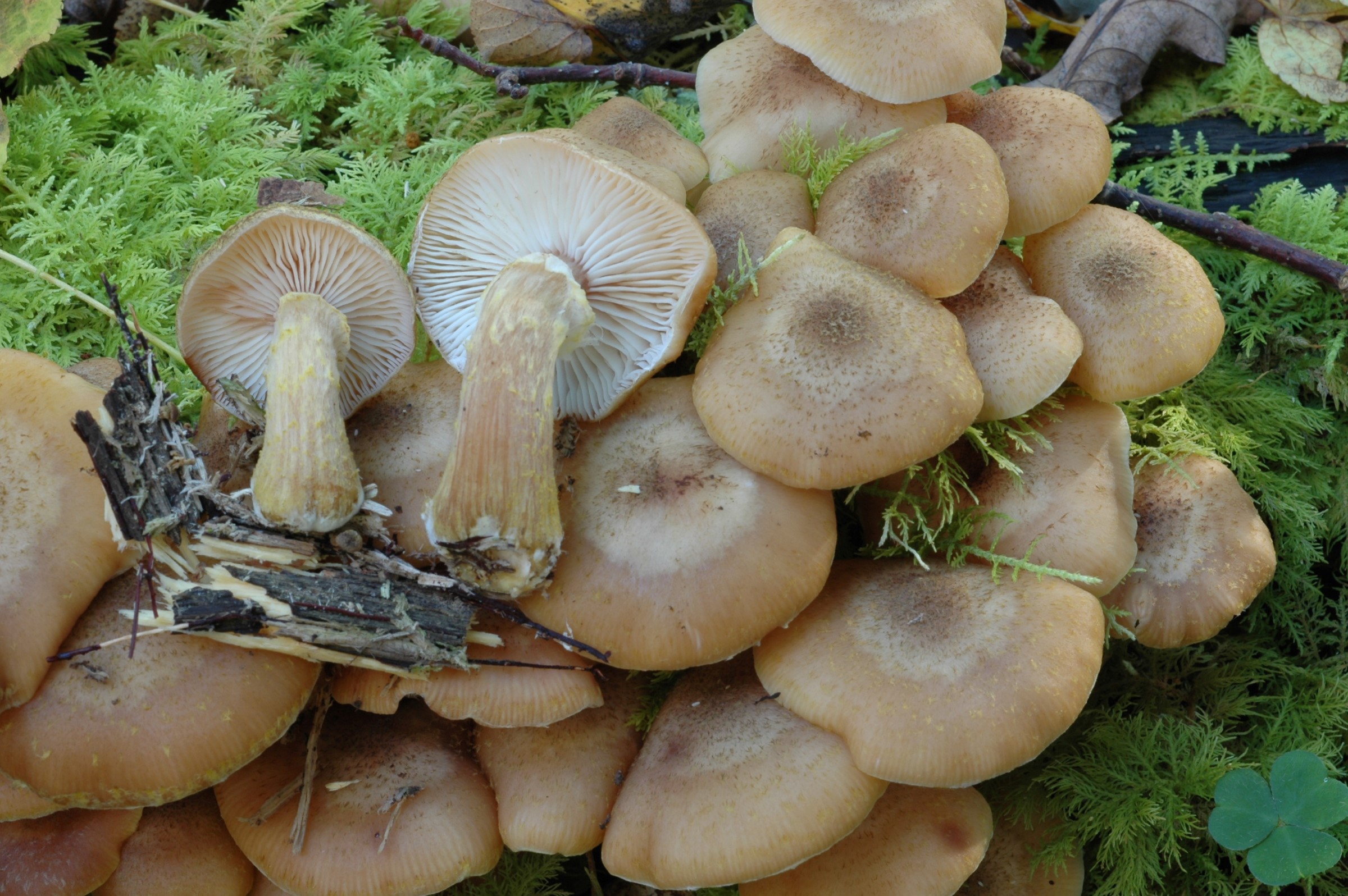 Honningsopper (Armillaria spp) er giftige. Her vist med et knippe honningssopper voksende i skogen.
