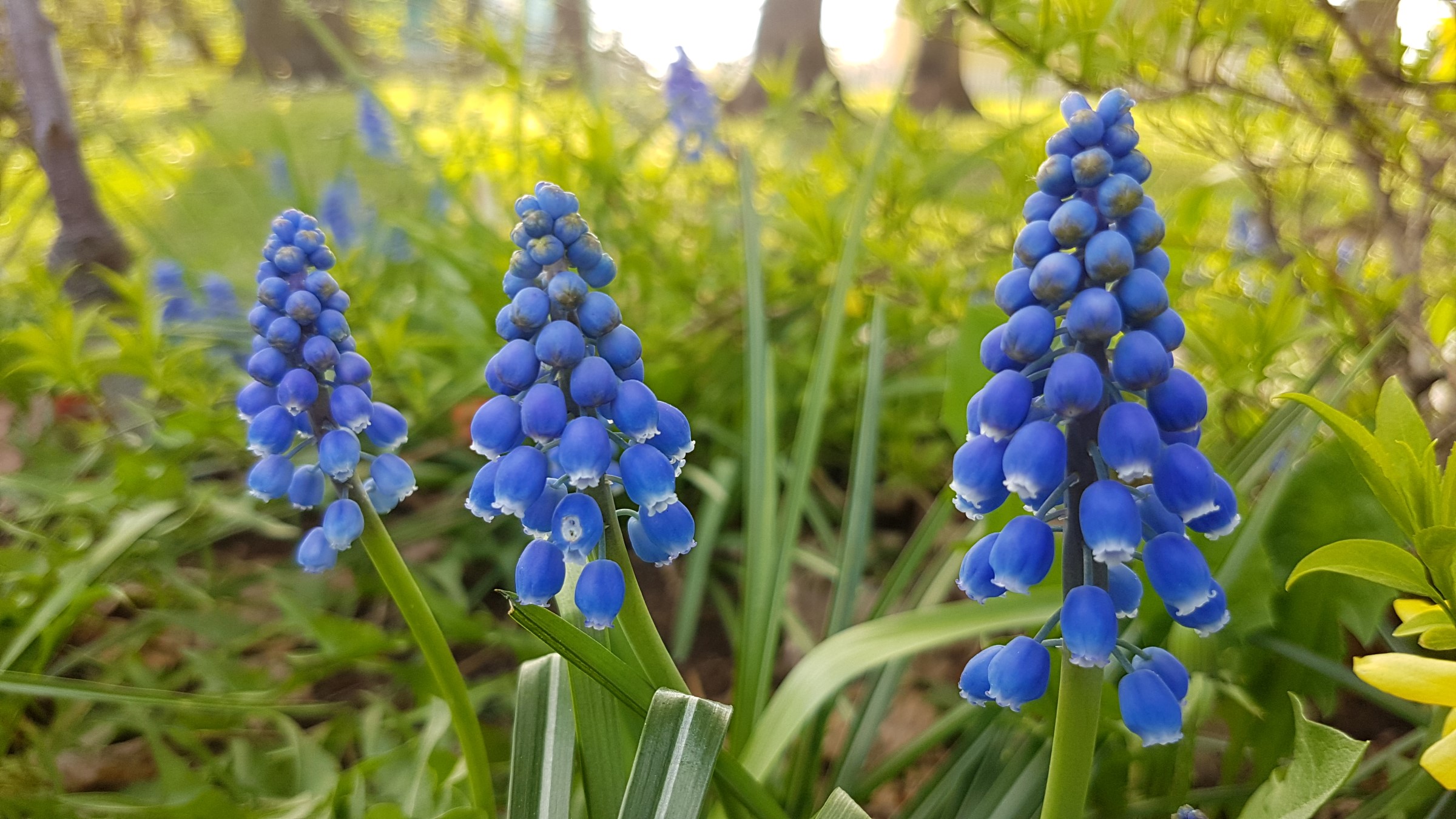Blå blomster som sitter i tette, toppstilte klaser på stilker uten blader. Blomsterdekke er kuleformet eller krukkeformet