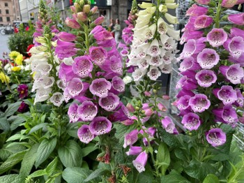 Blanding av lillarosa og hvite revebjeller i et blomsterbed i byområdet.