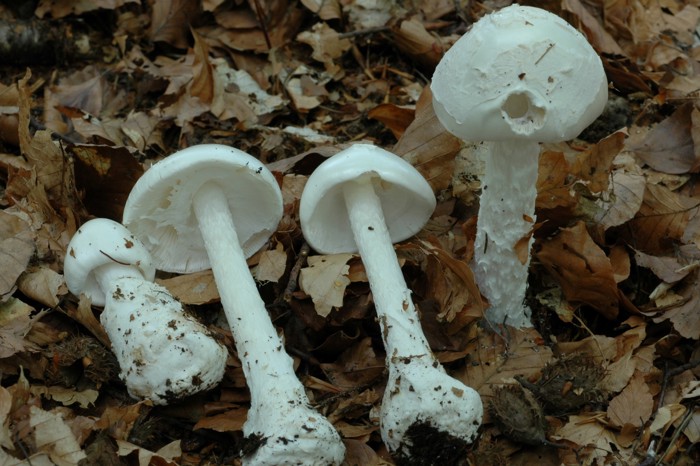 Hvit fluesopp, her vist i ulike eksemplarer fra ung sopp med knoll til eldre sopp med hvit hatt og hvit stilk.