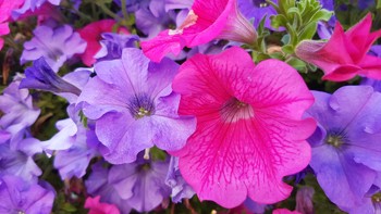 Lilla og rosa traktformede blomster.