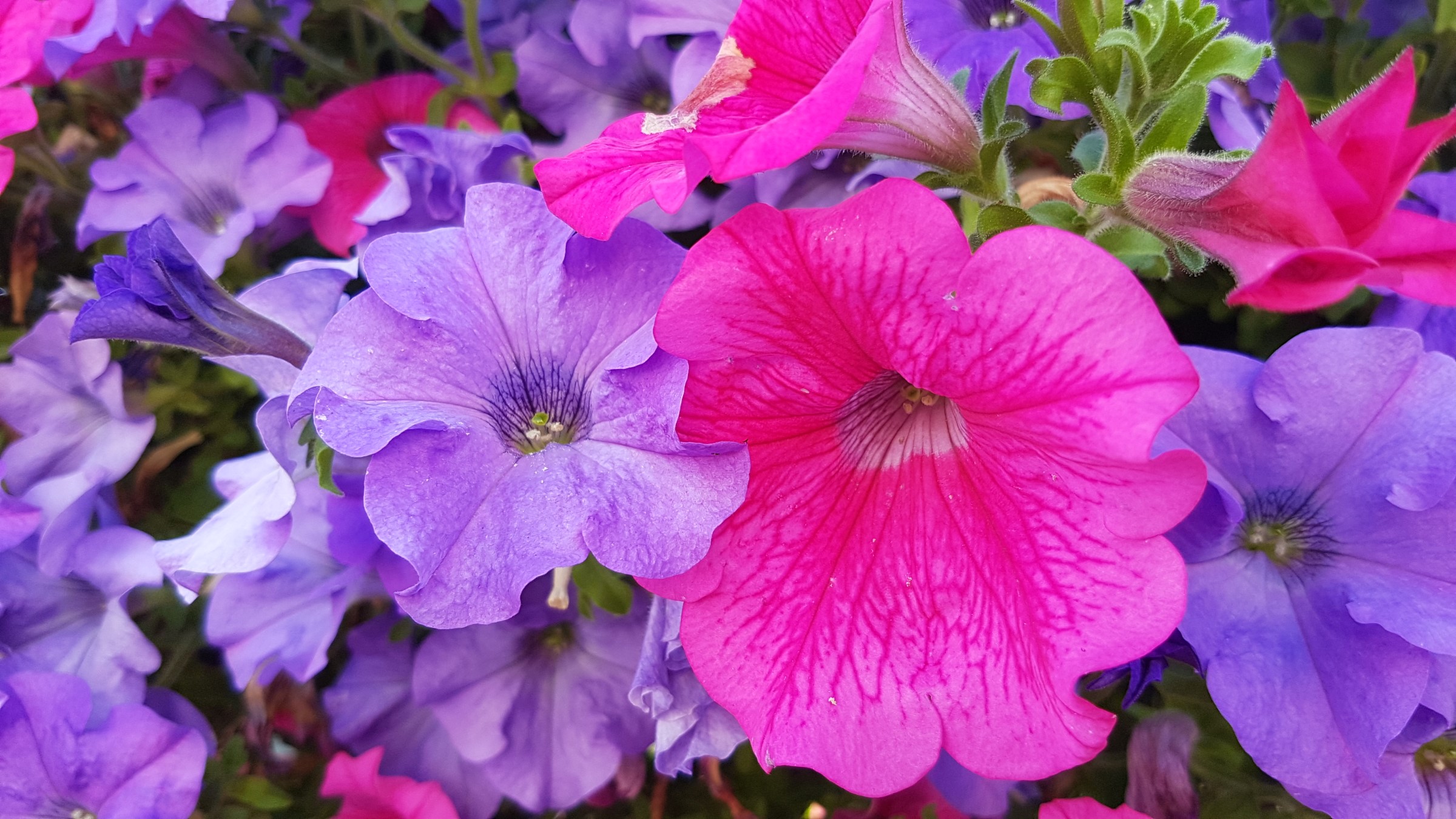 Lilla og rosa traktformede blomster.