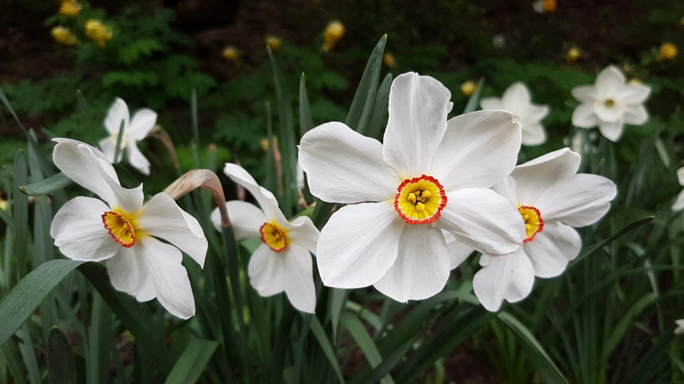 Blomsten har hvite blomsterdekkblader og gul bikrone med rød kant.
