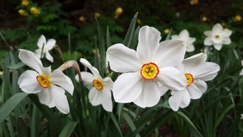 Blomsten har hvite blomsterdekkblader og gul bikrone med rød kant.
