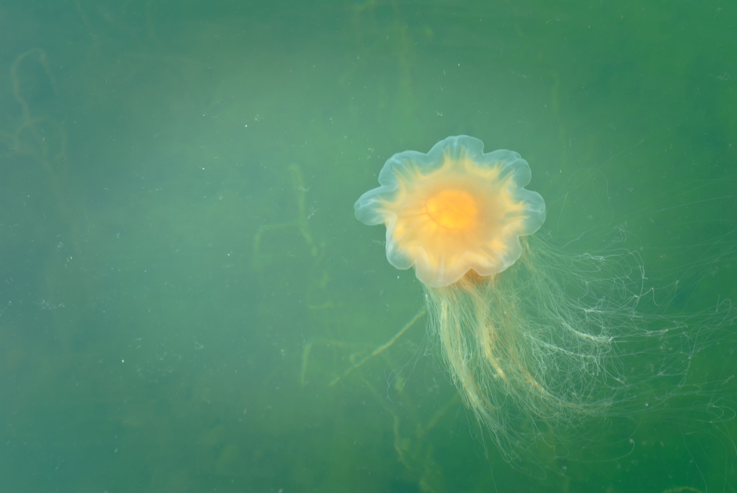 Jellyfish with a yellow color in the middle
