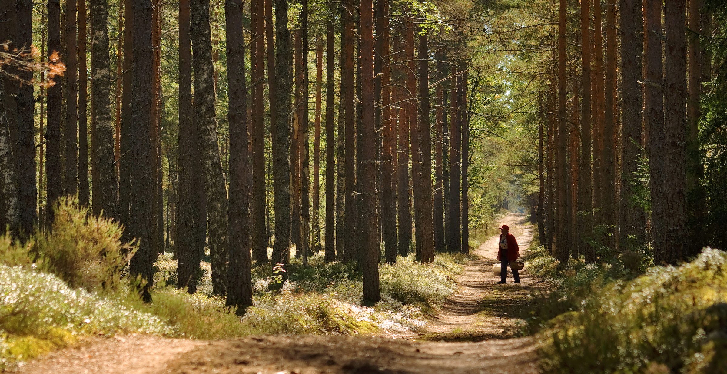Person går i skogen.