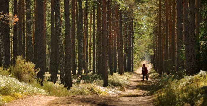 Person går i skogen.