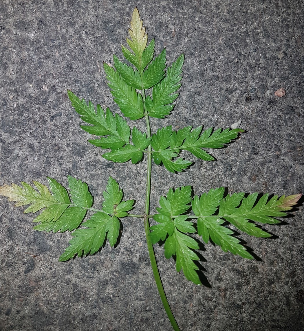 Eksempel på hundekjeks med falmede og solblekede blader