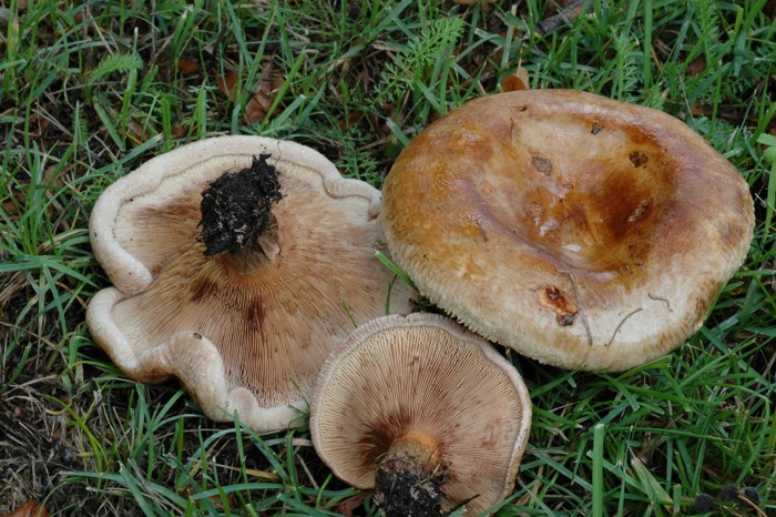Sopp med brun, traktformet hatt. Tre brune pluggsopper (Paxillus involutus) liggende i gresset.