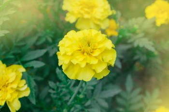 Fløyelsblomst med gule blader