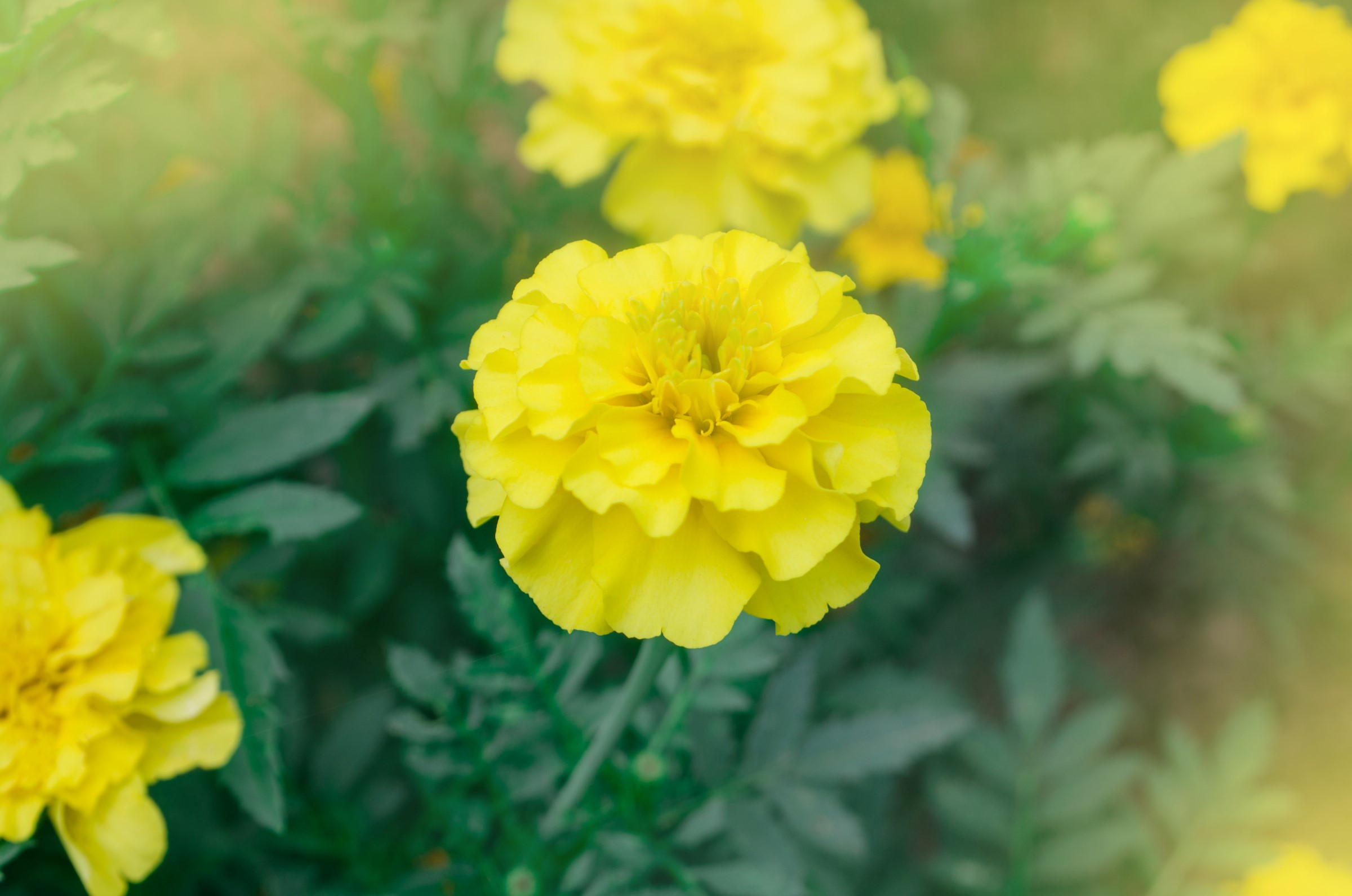 Fløyelsblomst med gule blader