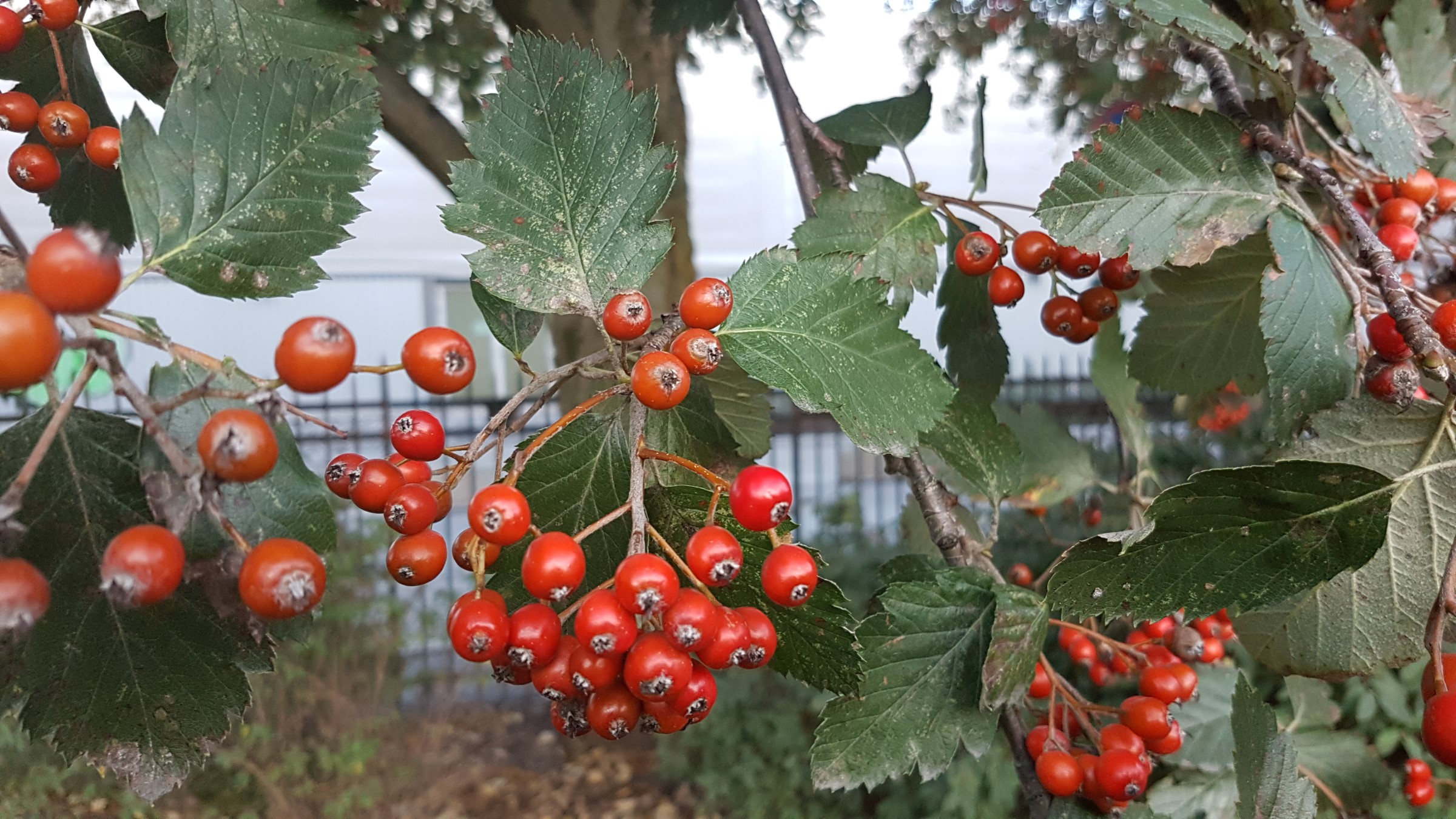Svensk asal, røde bær i klaser på et tre