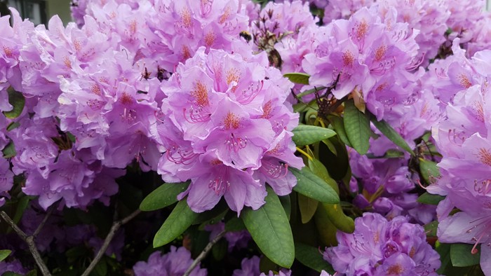 Rhododendron med rosa-lilla blomster 