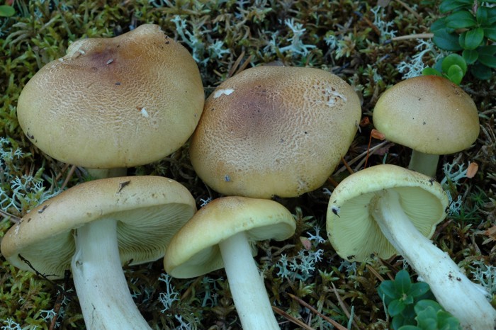 Soppen har en hvelvet til utbredt, gulbrun hatt og er brunkornet mot midten. Riddermusserong (Tricholoma equestre) er en giftig sopp. Her illustrert ved 6 riddermusseronger liggende på mosedekt skogbunn.